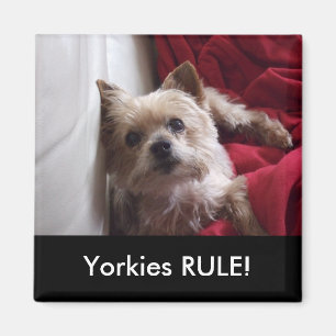 ¡REGLA de Yorkies! Imán del refrigerador