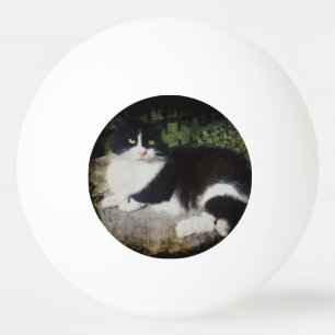 Reina de la bola de ping-pong del gato del jardín