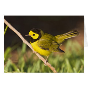 Reinita Coronada Wilsonia citrina)