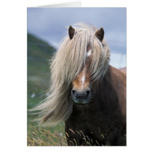 Reino Unido, Escocia, Islas Shetland, pony de Shet