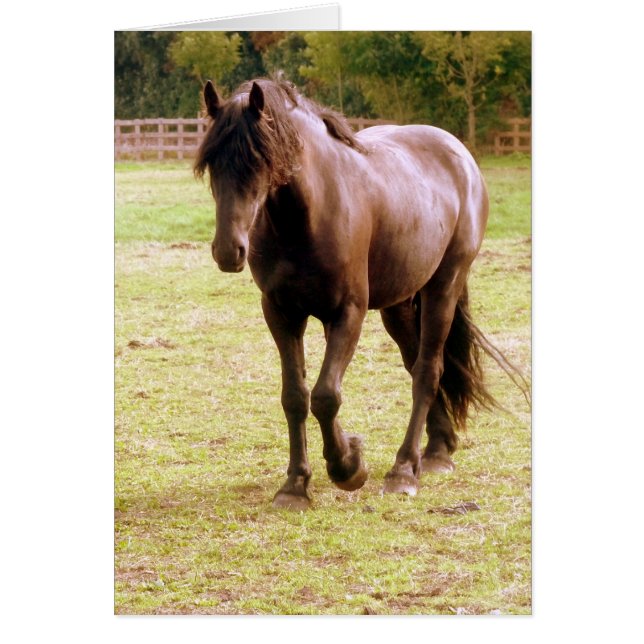 Relajado paseo de caballos marrones (Frente)