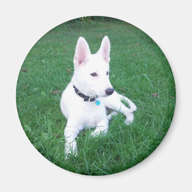 Relajando el imán de Shepherd (Frente)