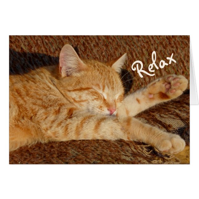 Relajando gato (Anverso (Horizontal))