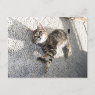 Relájese y estire la postal del gatito