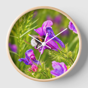 Reloj Abejorro en Flor - Fotografía de Naturaleza e Inse
