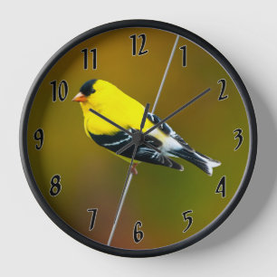 Reloj American Goldfinch - Fotografía original