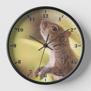 Reloj Ardilla gris oriental de pie y mirando