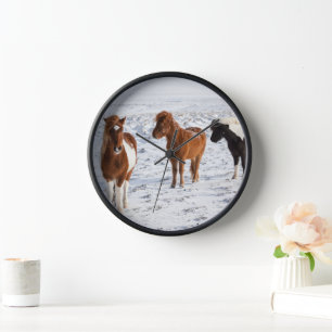 Reloj Caballo islandés con pelaje típico de invierno