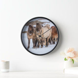 Reloj Caballos islandeses en invierno cerca de Hofn, Isl