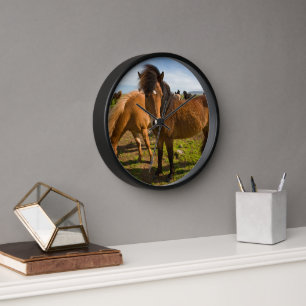 Reloj Caballos islandeses pastan