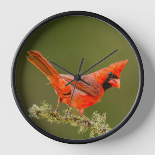 Reloj Cardenal macho en rama