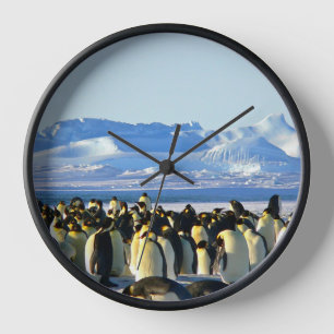 Reloj Colonia pingüino sobre hielo
