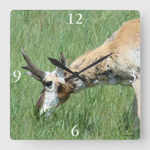 Reloj Cuadrado A11 Pronghorn Antelope Buck Grazing