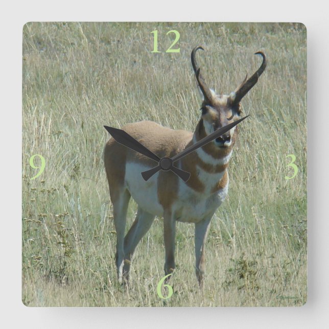 Reloj Cuadrado A13 Pronghorn Antelope Buck (Anverso)