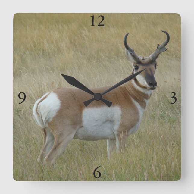 Reloj Cuadrado A1 Pronghorn Antelope Big Buck (Anverso)