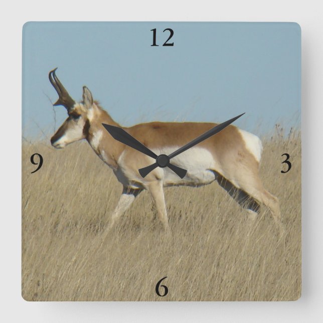 Reloj Cuadrado A45a Pronghorn Antelope Buck (Anverso)