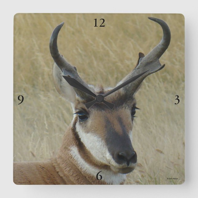 Reloj Cuadrado A5 Pronghorn Antelope Big Buck Head (Anverso)
