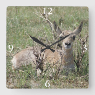 Reloj Cuadrado A7 Baby Pronghorn Antelope