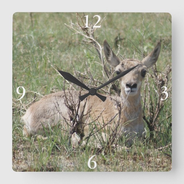 Reloj Cuadrado A7 Baby Pronghorn Antelope (Anverso)