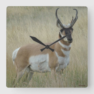 Reloj Cuadrado A8 Pronghorn Antelope