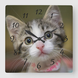 Reloj Cuadrado A cute kitten with green eyes