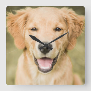 Reloj Cuadrado A Portrait Of A Golden Retriever Puppy