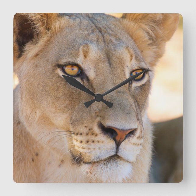 Reloj Cuadrado A portrait of a Lioness looking into the distance (Anverso)