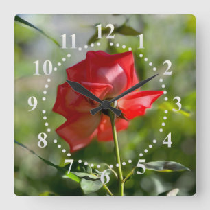 Reloj Cuadrado A red rose