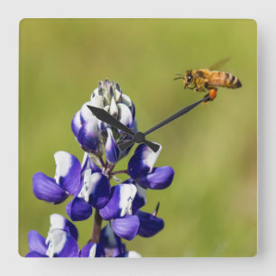 Reloj Cuadrado Abeja ocupada que comtempla una flor del Lupine