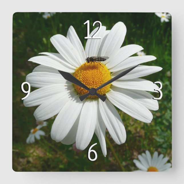 Reloj Cuadrado Abeja por la foto natural de Daisy Alaskan (Anverso)