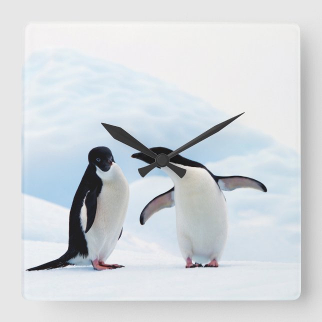 Reloj Cuadrado Adelie Penguins (Anverso)