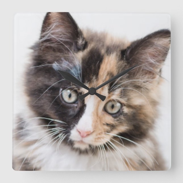 Reloj Cuadrado Adorable Calico Kitten (Anverso)