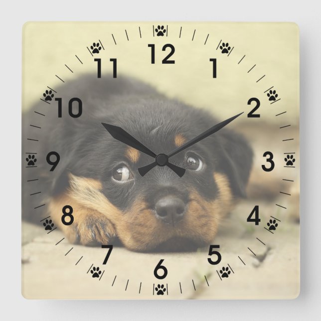 Reloj Cuadrado Adorable Rottweiler Puppy (Anverso)