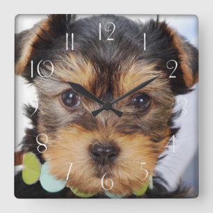 Reloj Cuadrado Adorable Yorkshire Terrier