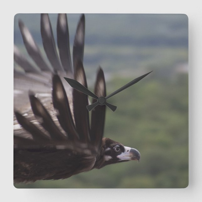 Reloj Cuadrado Aegypius monachus (Anverso)