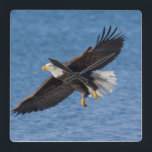 Reloj Cuadrado Águila calva en vuelo<br><div class="desc">Águila calva,  Homer,  Alaska centro-sur</div>