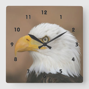 Reloj Cuadrado Águila Calva Hermosa