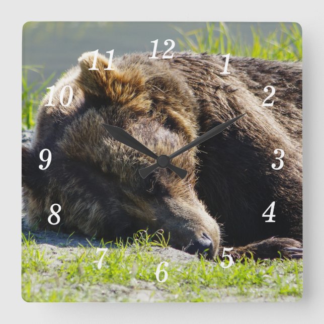 Reloj Cuadrado Alaska Grizzly Dormido Bear Wall Clock (Anverso)