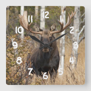 Reloj Cuadrado Alces impresionantes de Bull