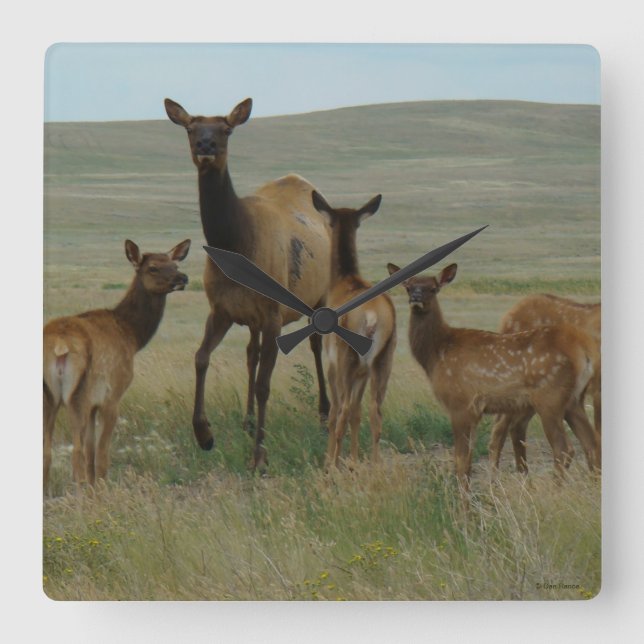 Reloj Cuadrado Alces y becerros de la vaca E44 (Anverso)