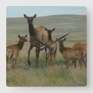 Reloj Cuadrado Alces y becerros de la vaca E44