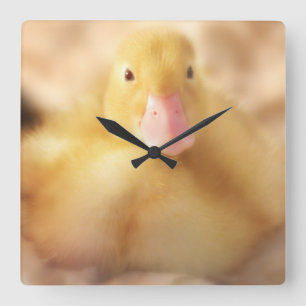 Reloj Cuadrado Alegre bebé de Pascua de Pato Amarillo Duckland