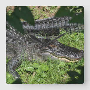Reloj Cuadrado Alligators Sunning