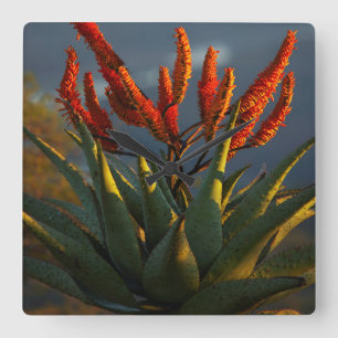 Reloj Cuadrado Aloe de Montaña (Aloe Marlothii Berger)