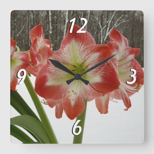 Reloj Cuadrado Amaryllis en floral de invierno en la nieve roja f (Anverso)