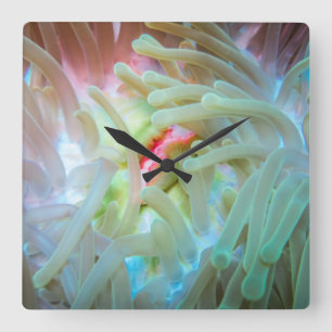 Reloj Cuadrado Anémona de mar multicolora