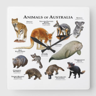 Reloj Cuadrado Animales de Australia