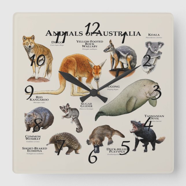 Reloj Cuadrado Animales de Australia (Anverso)