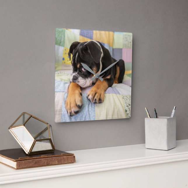 Reloj Cuadrado Animales de bebé más afectados | Antiguo y tímido  (Oficina)