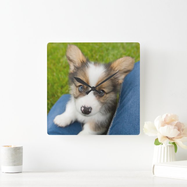 Reloj Cuadrado Animales de bebé más afectados | Baby Corgi en mi  (Hogar)